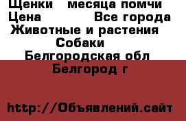 Щенки 4 месяца-помчи › Цена ­ 5 000 - Все города Животные и растения » Собаки   . Белгородская обл.,Белгород г.